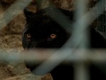 big cat, panther, looking