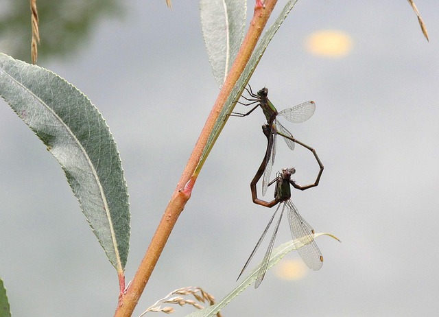 Free Dragonflies Insect photo and picture