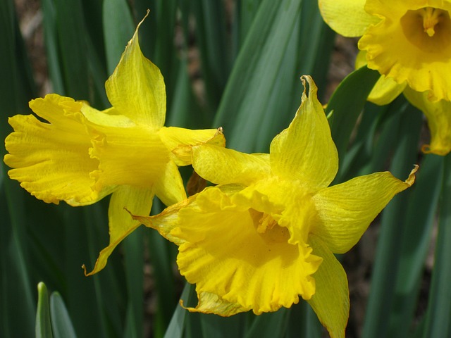 Free Daffodil Flowers photo and picture