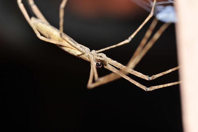 Spinne, Spinnennetz, Tiere, Natur, Makro