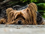 dog, yorkshire terrier, lazy dog