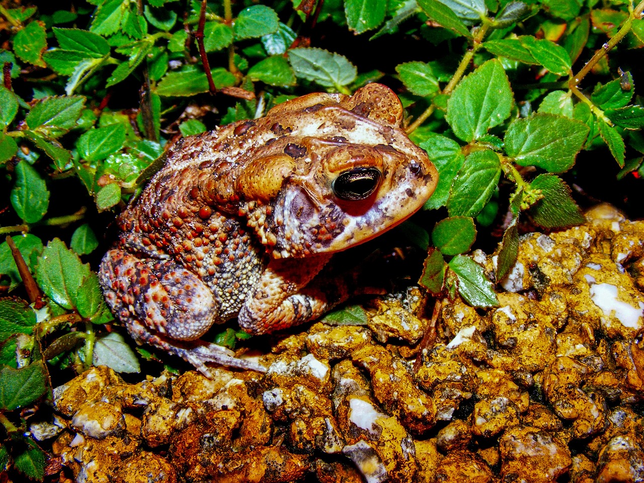 Sapo Anfibio Animal - Foto gratis en Pixabay - Pixabay