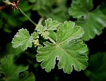 leaf green, serrated, soft