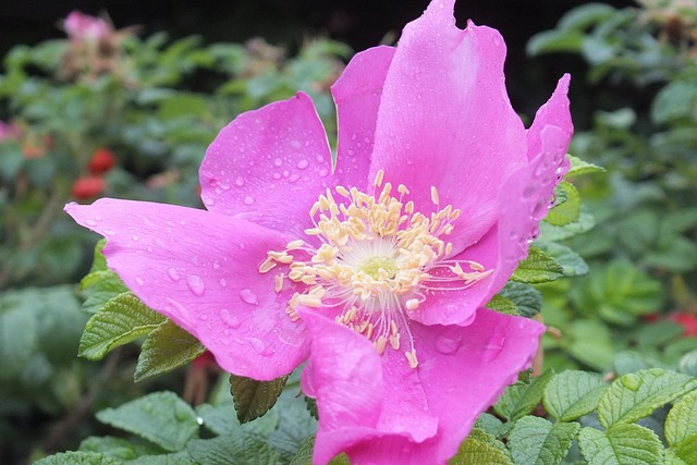 Blüte, Heckenrose, Pflanze, Rosa, Natur