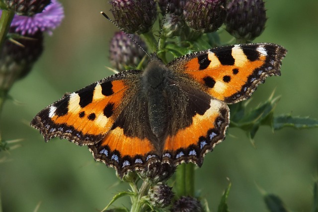 Schmetterling, Falter, Natur, Sommer