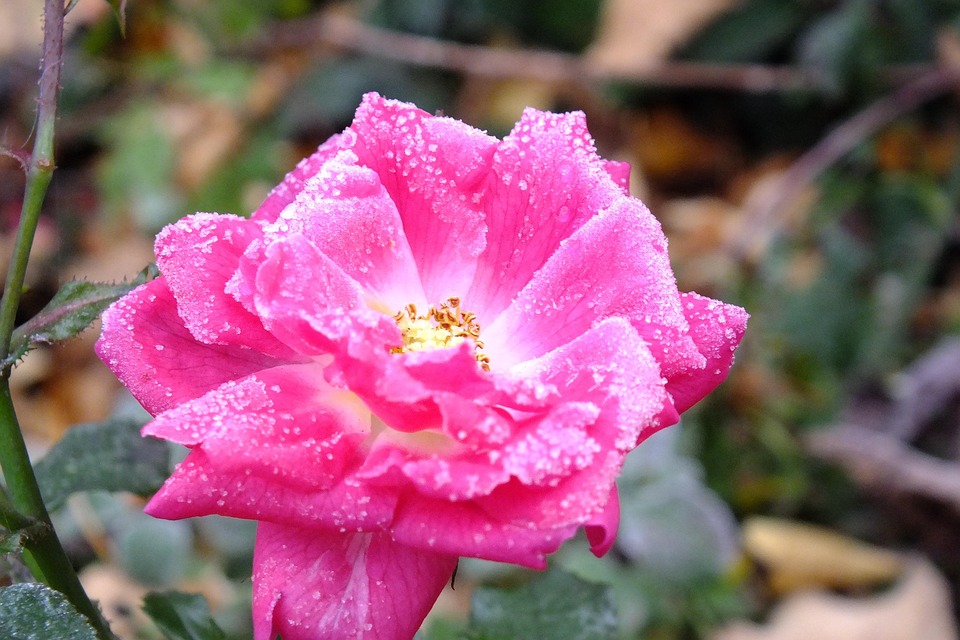 Free photo Rose, Frost, Pink, Cold, Nature Free Image on Pixabay