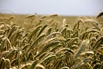 field, cereals, rye
