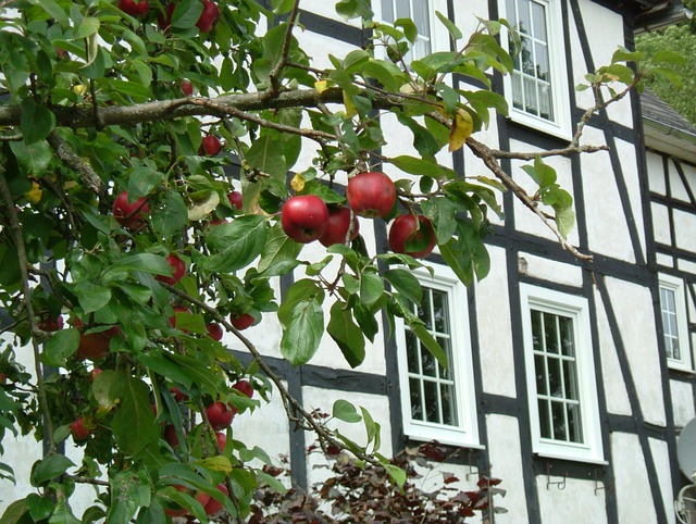Äpfel, Fachwerkhaus, Baum, Sauerland
