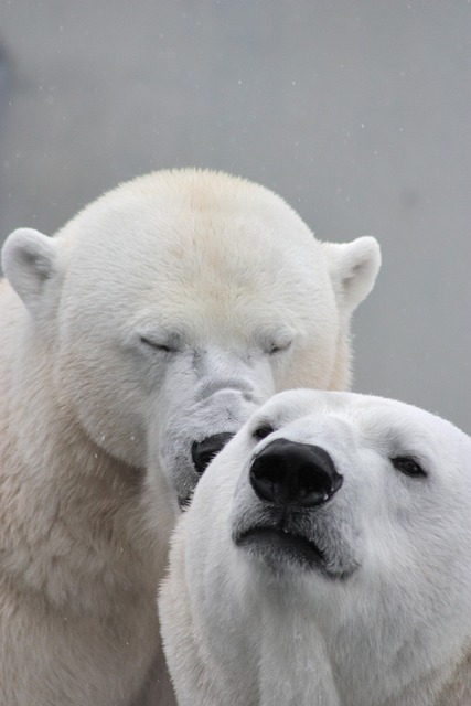 Free Icebear Polar Bear photo and picture
