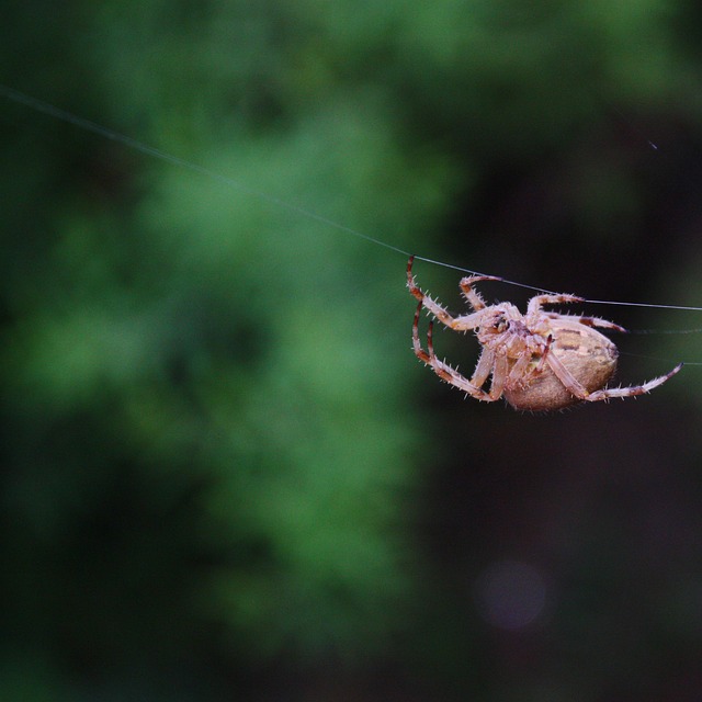 Spinne, Insekt, Springspinne, Webspinne
