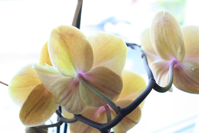 Free Orchid Flower photo and picture