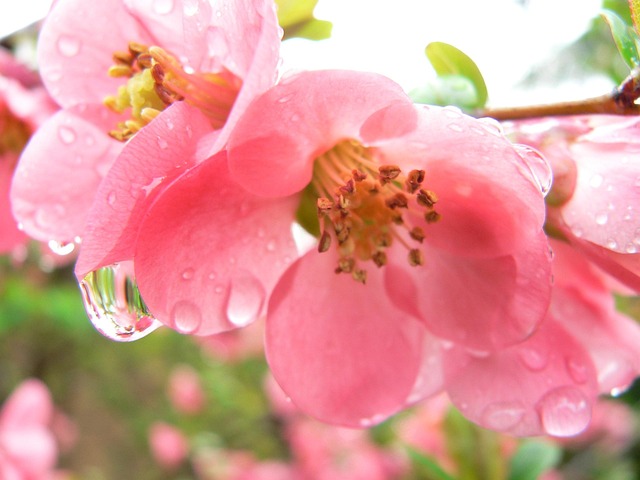 Free Raindrop Flower Pink photo and picture