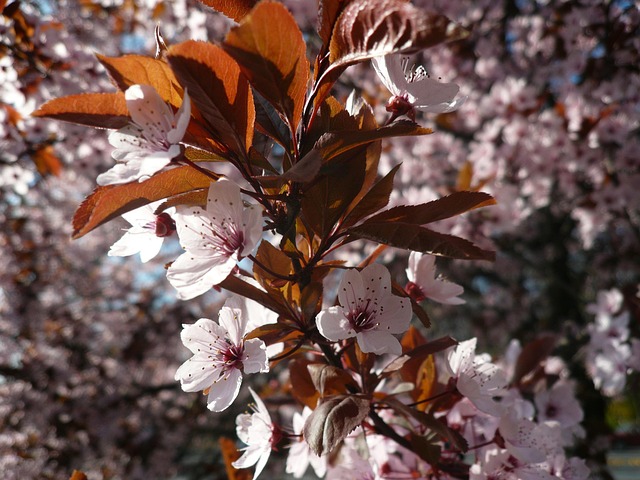 Primavera, Árvore De Florescência