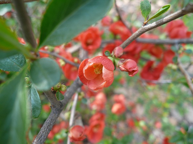 Rot, Blumentapete, Natur, Schöne Blumen