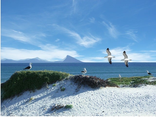 Download free HD stock image of Sea Seagulls Free sea seagulls gull illustration
