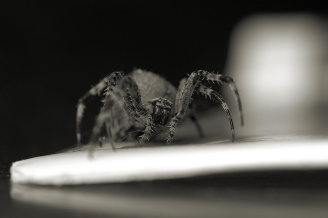Free Spider Wasp Spider photo and picture