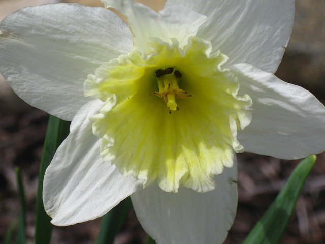 Free Daffodil Daffodils photo and picture
