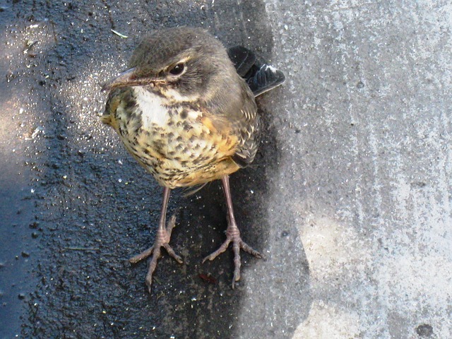 Free Bird Brown photo and picture