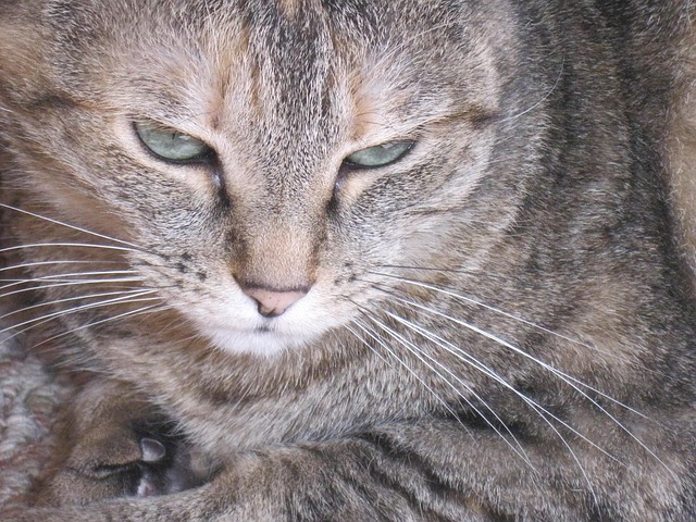 Free Cat Pet photo and picture