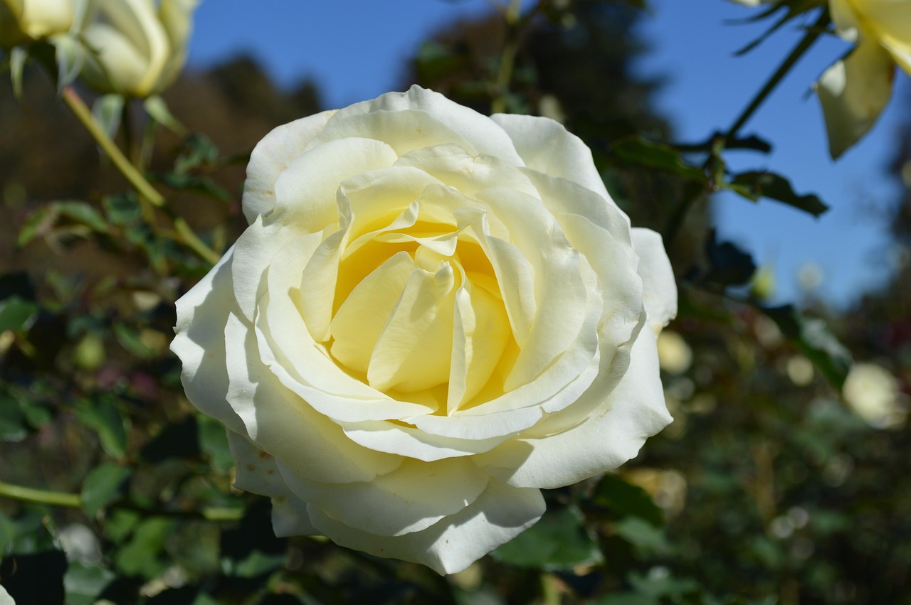 White Rose Close-Up Flower - Free photo on Pixabay