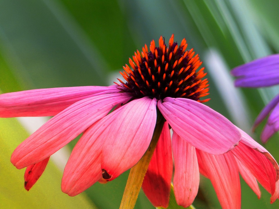 Cone Flower Echinacea Purpurea Free photo on Pixabay
