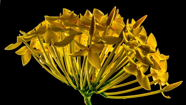 Blossom, Bloom, Flower, Yellow, Close