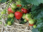 strawberries, red, sweet
