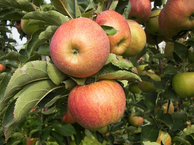 Eple, Epletre, Frukt, Natur, Tre