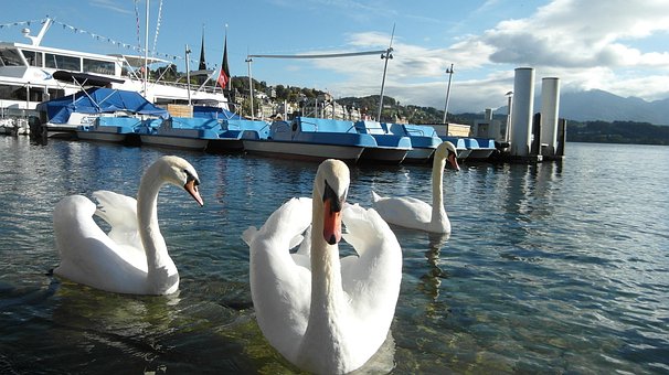 Luzern, Lake Lucerne, Labute, Člny, Voda