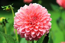 Flower, Dahlia, Blossom, Bloom
