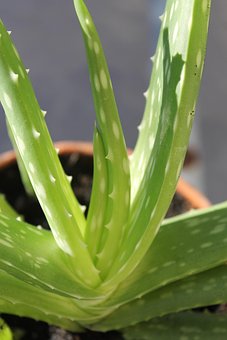 Aloe Vera Succulent Herb Medicinal Herbal