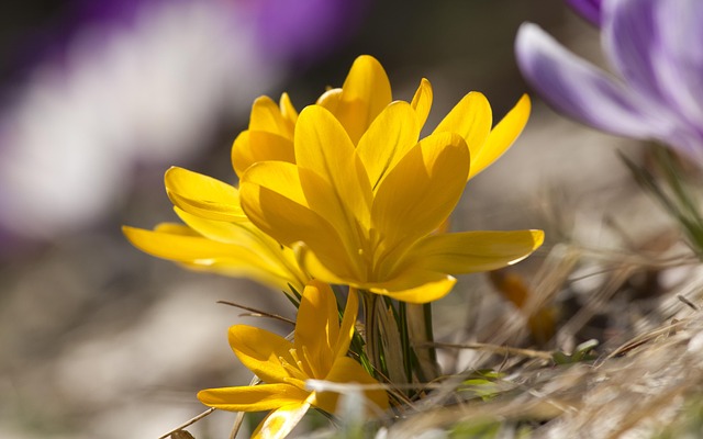 Free Yellow Flower photo and picture