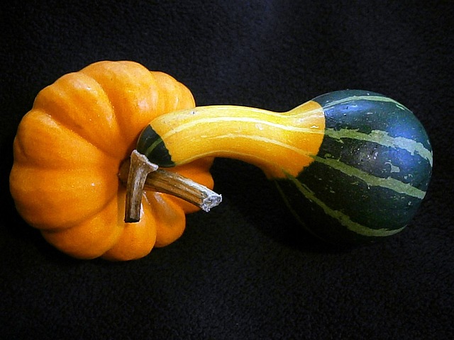 Free Pumpkin Gourd photo and picture