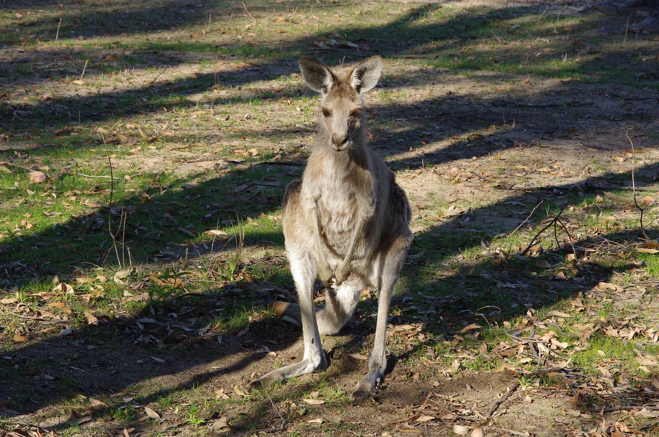 Kangaroo Animal Australian - Free photo on Pixabay