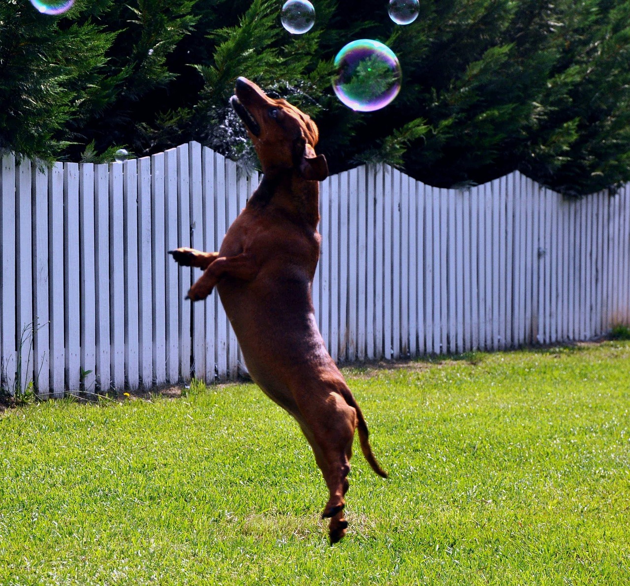 Dog Jump Leap Free photo on Pixabay Pixabay