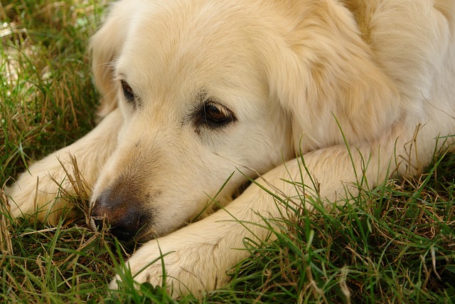Cachorro, Cabeça, Cão Preguiçoso, Animal