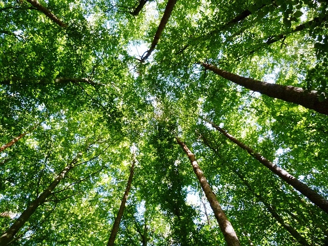 Free Forest Trees photo and picture