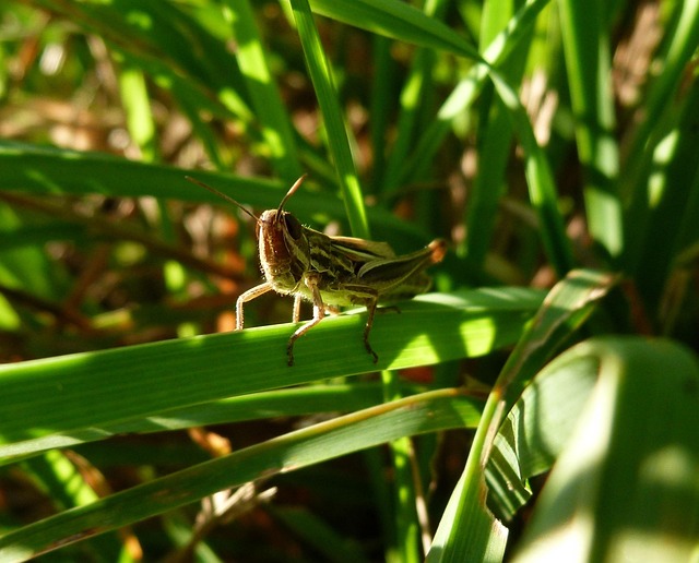 Free Grasshopper Macro photo and picture