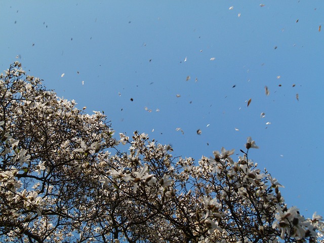 Free Magnolia Flower Background photo and picture