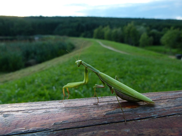 Free Mantis Watching photo and picture