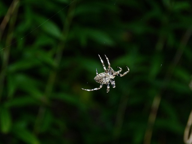 Free Spider Thr photo and picture