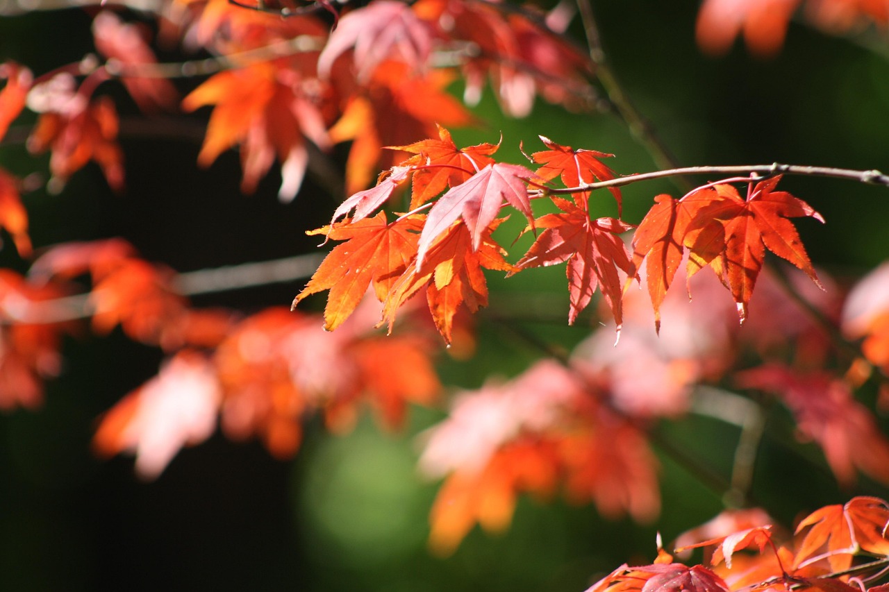 Pixabay Pixabay pixabay-pixabay