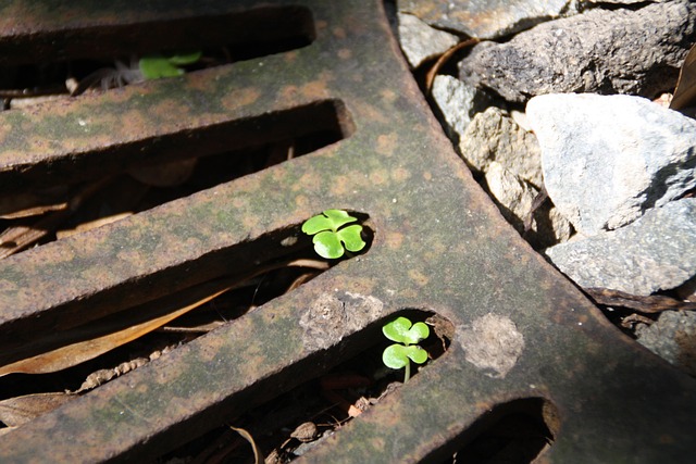 Free Clover Green photo and picture