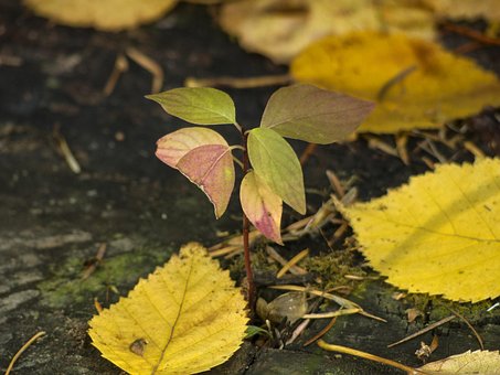 Foliage, Yellow, Leaves, Autumn, Fall