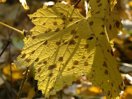 Foliage, Yellow, Leaves, Autumn, Fall