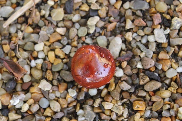 Free Chestnut Nut photo and picture
