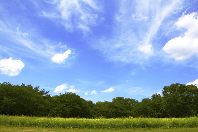 Himmel, Blå, Natur, Træer, Skov