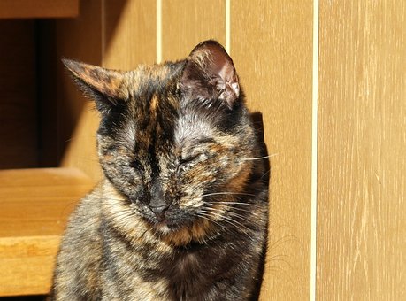 Free Lupita Cat photo and picture