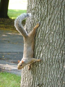 Squirrel, Animal, Cute, Nager, Fur