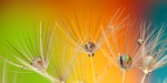 dandelion, colours, colour